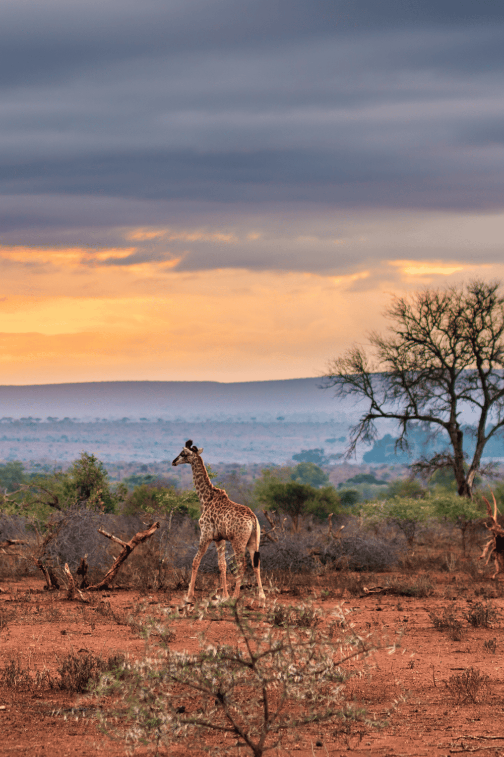 Giraffe in the African savannah at sunset, wildlife safari, quest for directions, nature exploration.