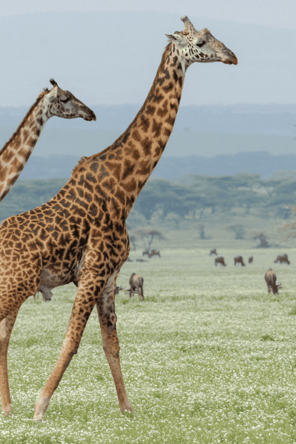 Giraffes in the wild with lush savannah background, wildlife safari adventure, nature photography, wildlife conservation.