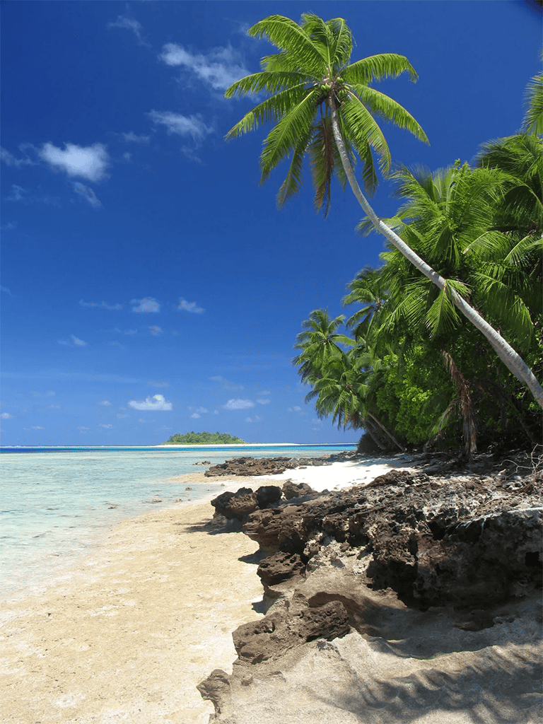 Tropical beach with palm trees, clear blue skies, and rocky shoreline for perfect vacation getaway.