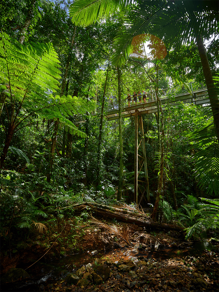 Lush tropical rainforest with a jungle canopy walkway and dense green vegetation.