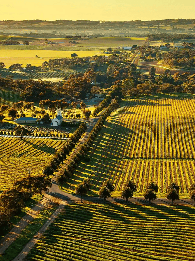 Aerial view of lush vineyards and farmland at sunset, showcasing scenic rural landscapes and agricultural beauty.