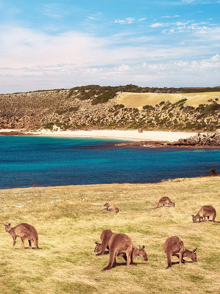Wildlife safari with wild animals near scenic coastal landscape, lush grassy plains and blue waters.