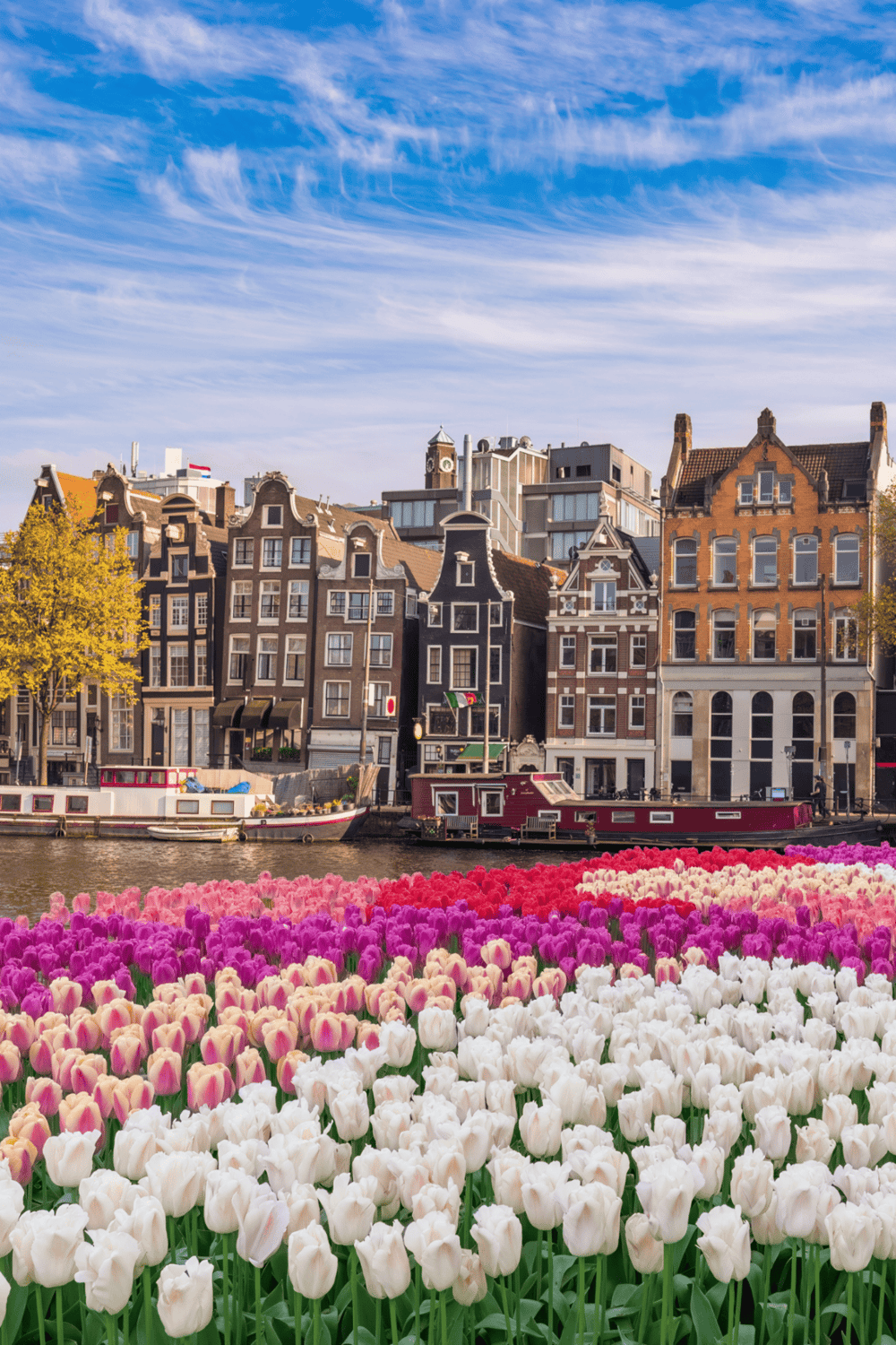 A colorful tulip field with historic canal houses in Amsterdam, showcasing scenic Dutch architecture and vibrant floral landscapes.