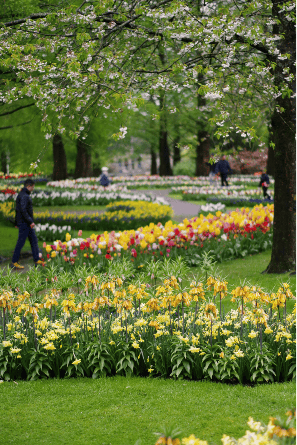 Colorful spring flower garden in a park with walking paths and blooming trees, ideal for outdoor activities and nature exploration.