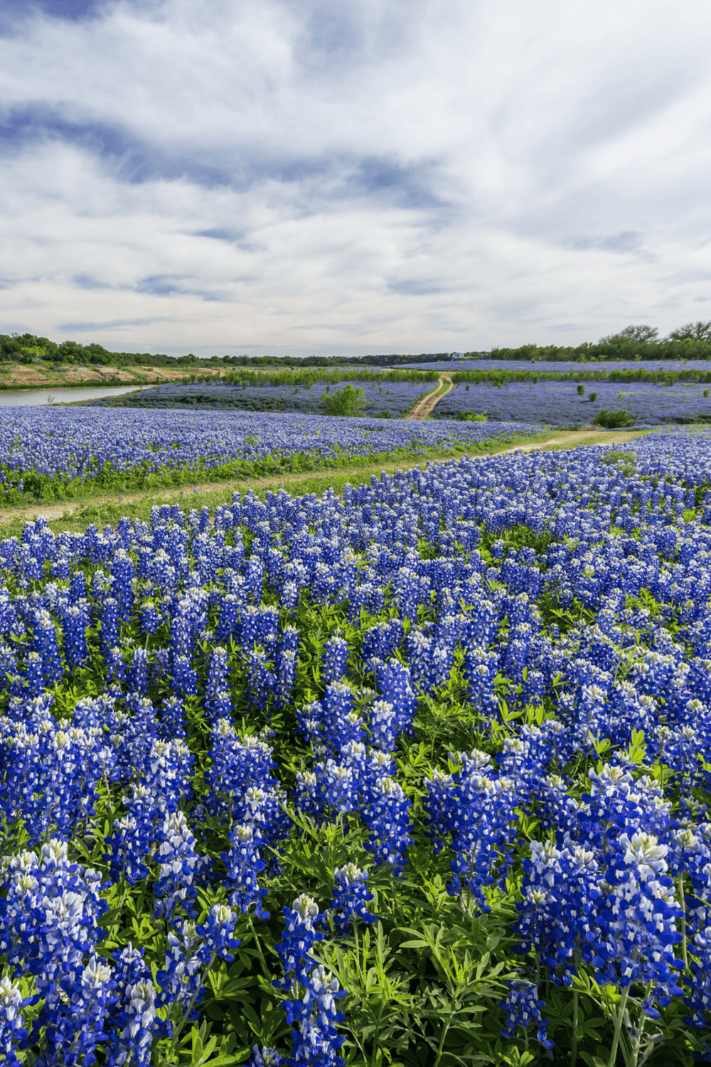 Bluebonnet flower field during daytime with blooming blue flowers and scenic sky.