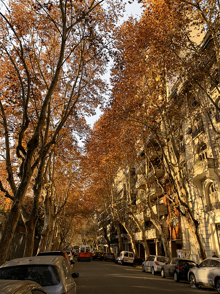 Autumn city street with tall trees and residential buildings, scenic urban fall landscape.
