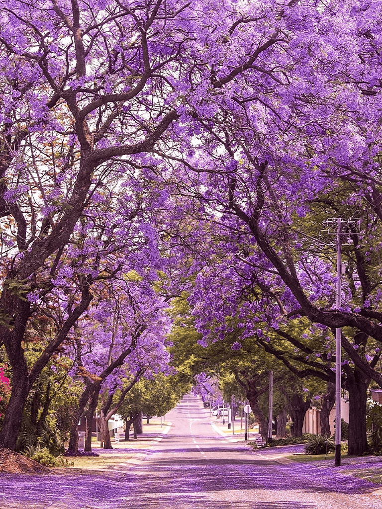 Purple flowering trees lining a street in full bloom, creating a picturesque and scenic view.