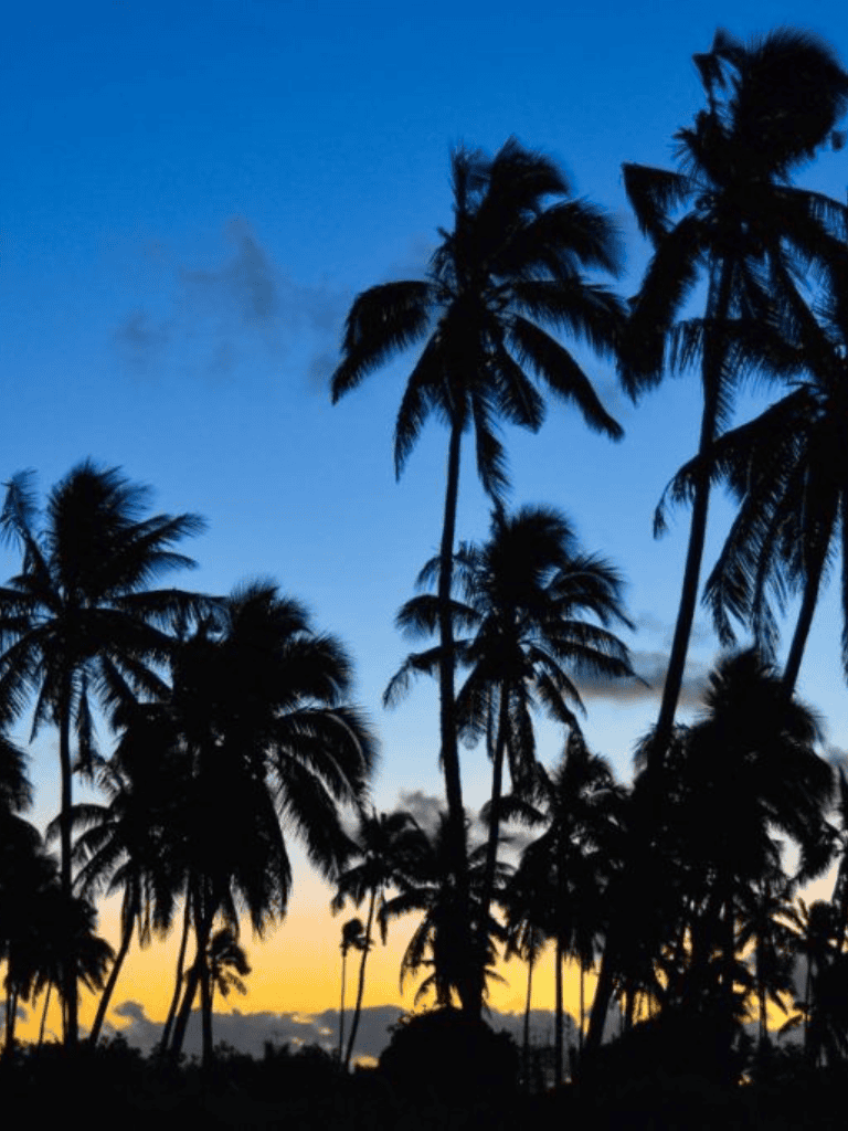 Tropical palm trees silhouette at sunset, vacation travel destination, scenic beach view, relaxing paradise scene.