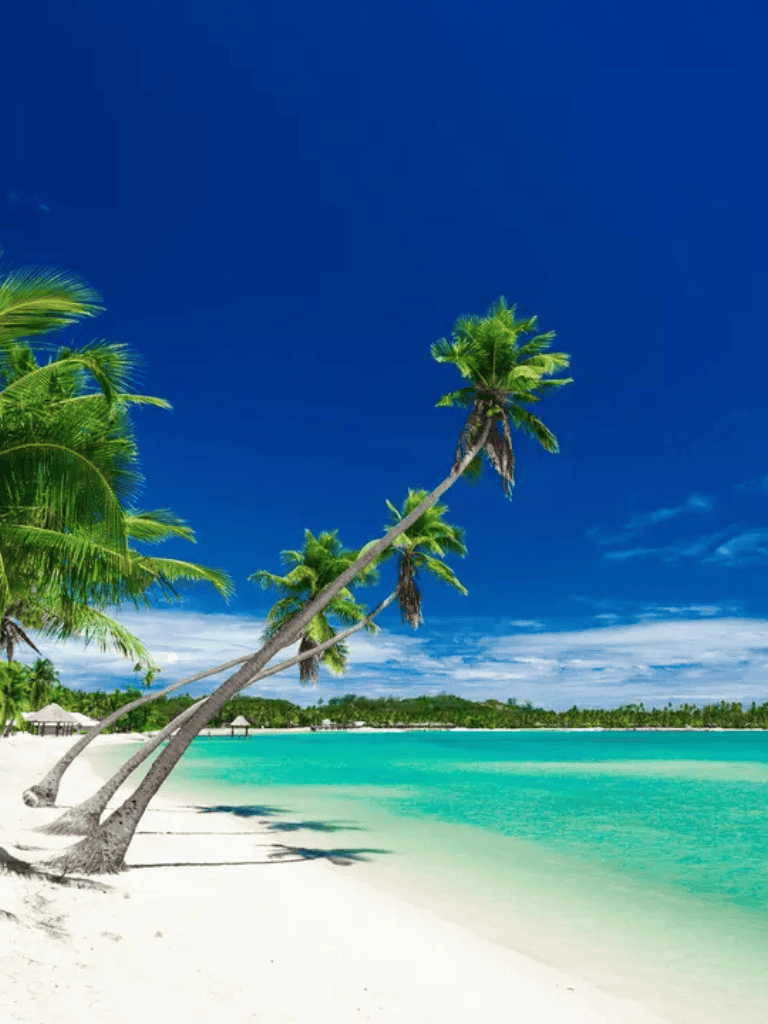 Relaxing tropical beach with palm trees and turquoise water, perfect for vacation planning.