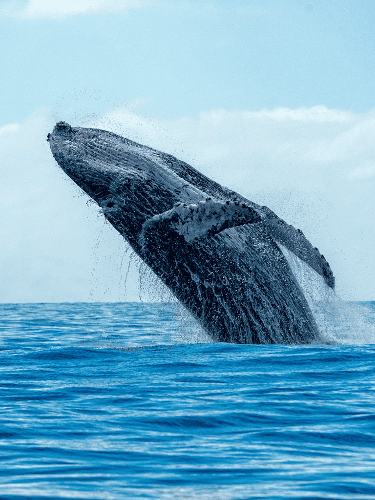 Arctic whale breaching out of ocean waters, showcasing marine wildlife and natural ocean life.
