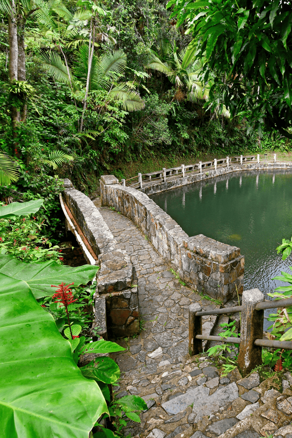 Tranquil jungle pond with stone pathway and lush tropical greenery for adventure travel and nature exploration.