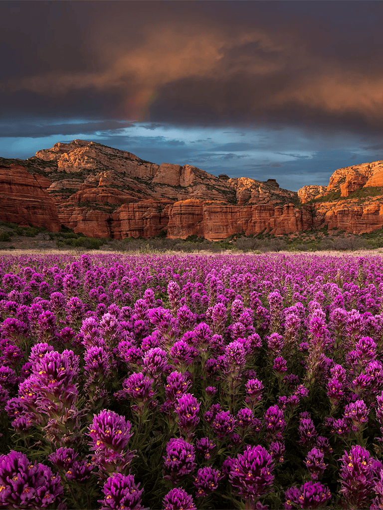 Vibrant purple flowers in a scenic desert landscape with rocky formations and dramatic sky.