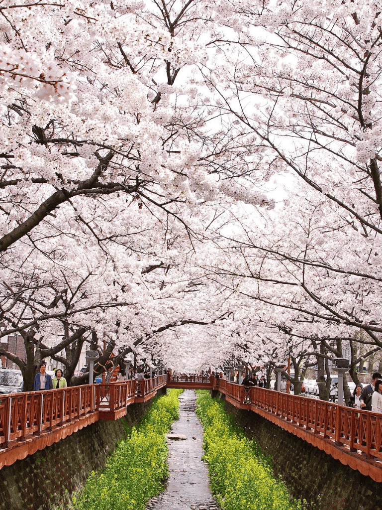 Vibrant cherry blossom trees along a scenic walking path, perfect for springtime outdoor activities.
