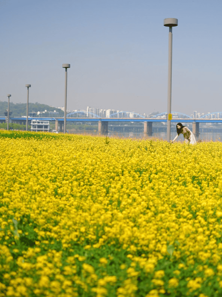 Vibrant yellow flower field with cityscape and bridge in background, perfect for scenic exploration.