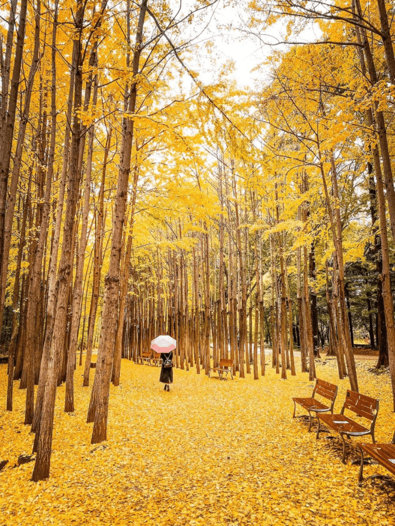 Bright autumn forest with yellow ginkgo trees and park benches, woman with pink umbrella enjoying fall scenery.