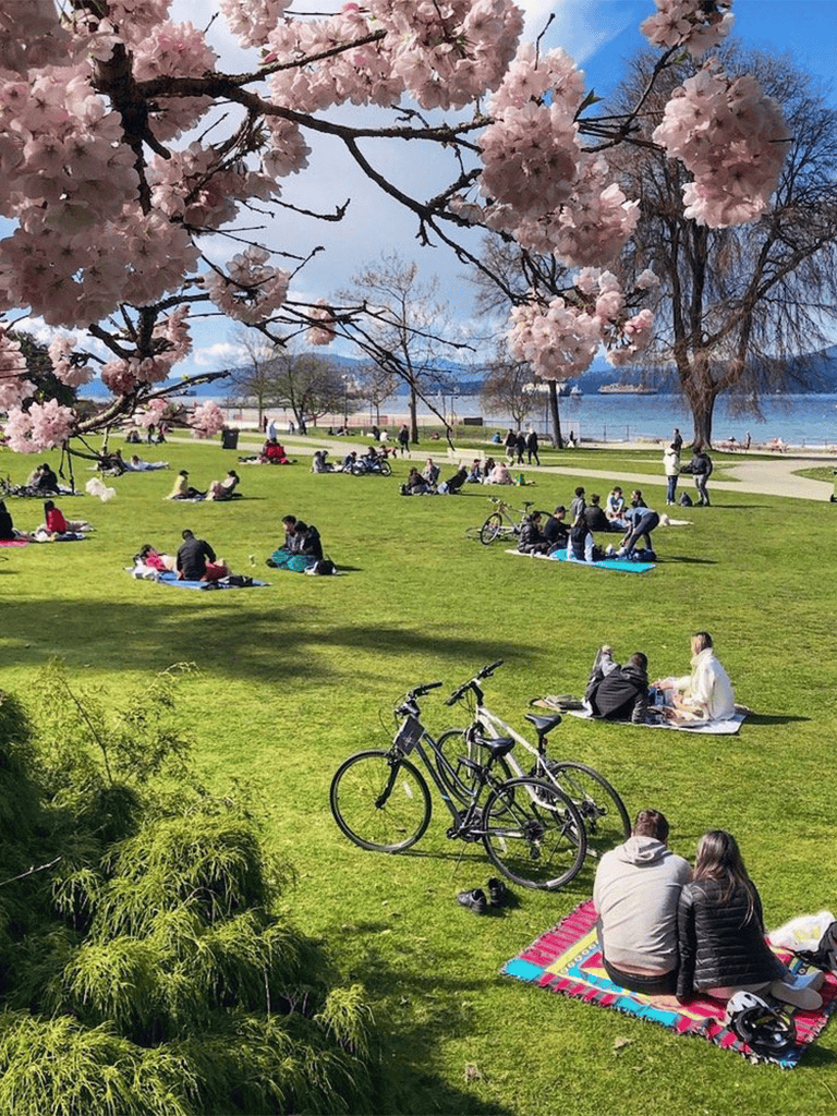 Cherry blossom park with families enjoying a sunny day near a lake, bikes parked on the grass, and vibrant spring scenery.