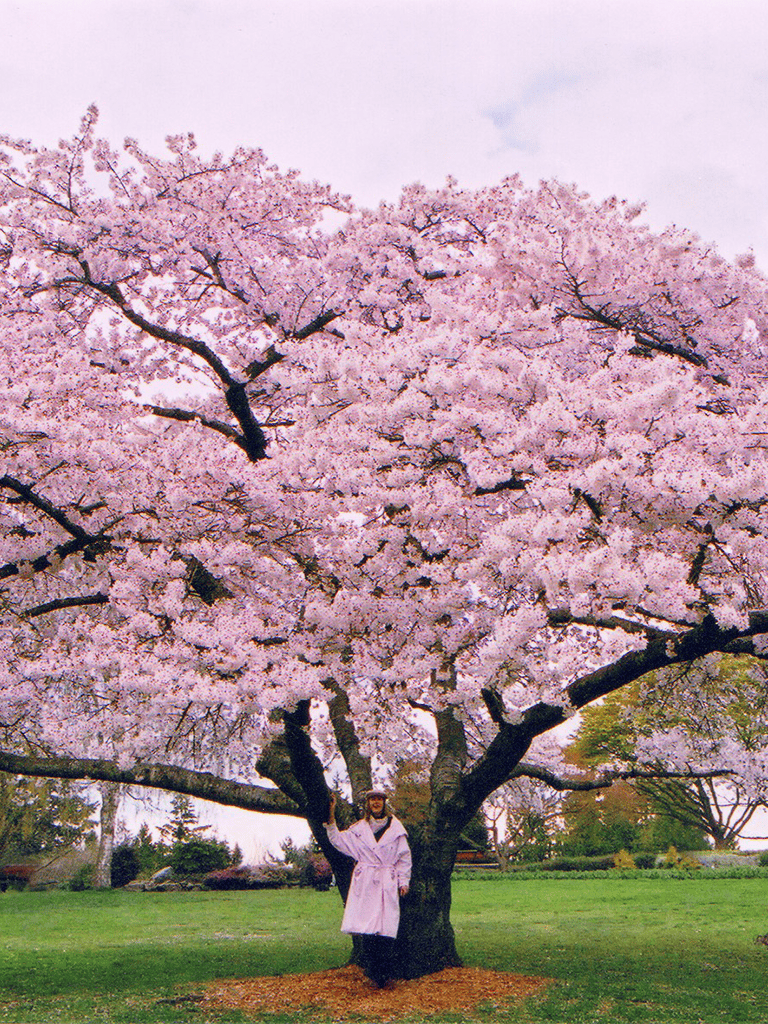 Vibrant cherry blossom tree in full bloom with a person standing beneath it, beautiful spring scenery, and lush green grass.