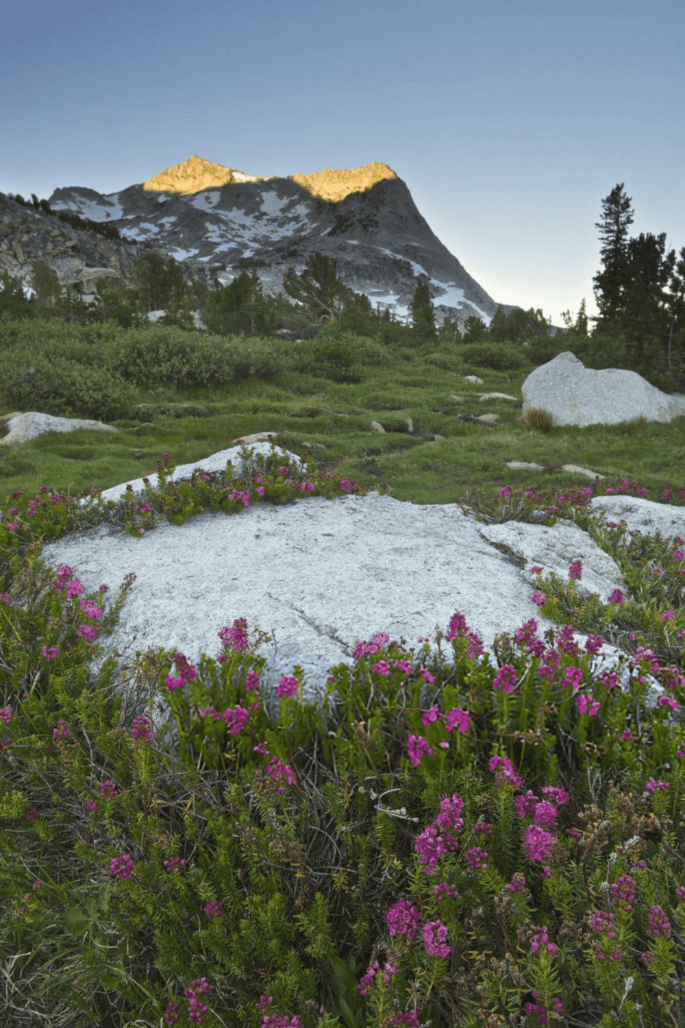 Vibrant mountain landscape with blooming wildflowers and snow-capped peaks in the background.