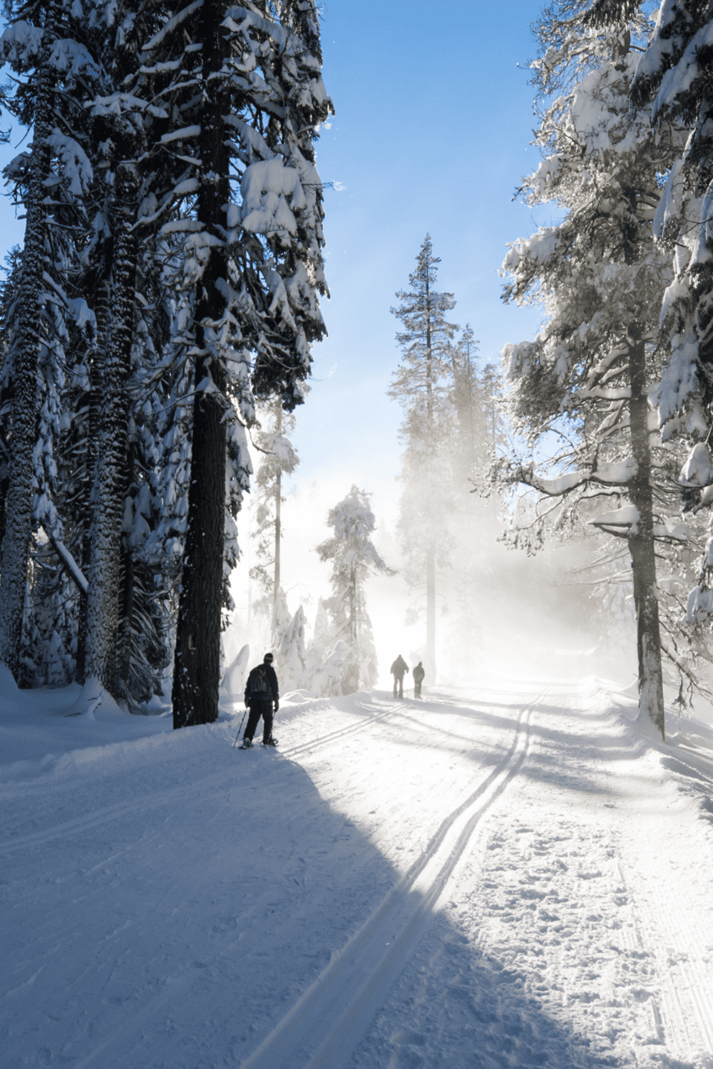 Snowy winter trail in forest with skiers under blue sky and sunlight, scenic outdoor winter adventure, QuestForDirections resort.