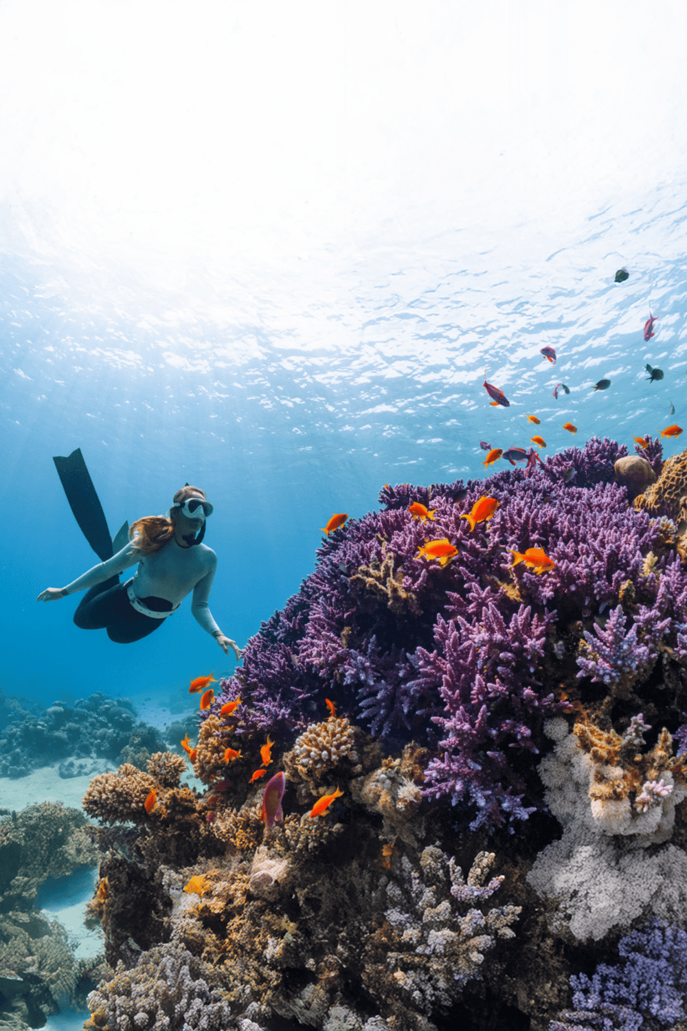 Colorful coral reef with a scuba diver exploring underwater marine life.