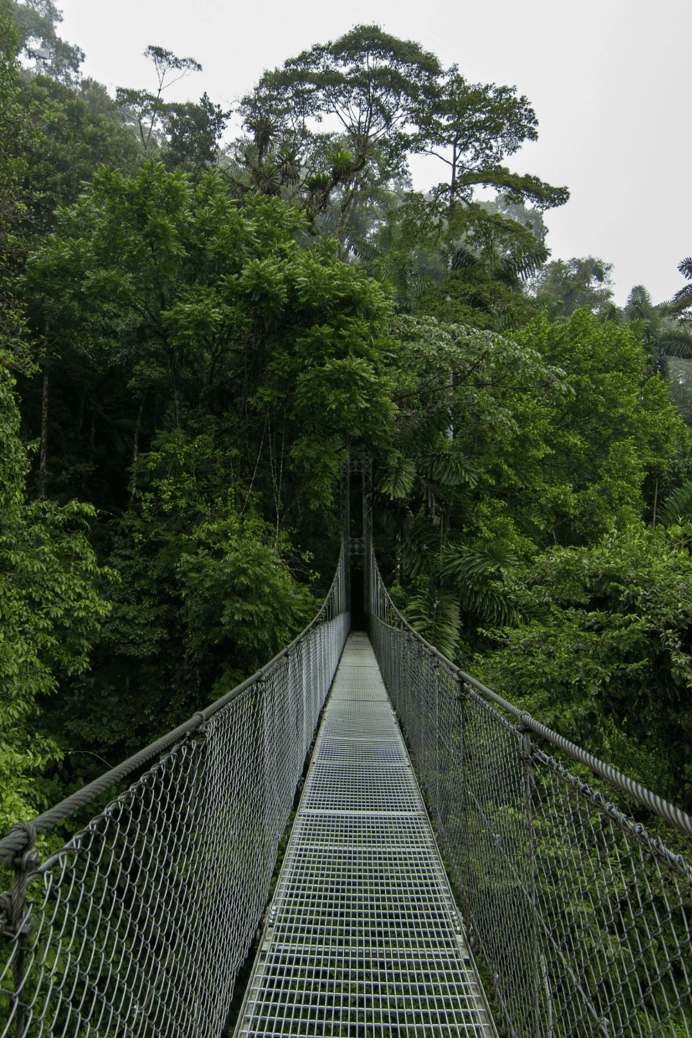 Lush rainforest with a hanging bridge for adventure travel and nature exploration.