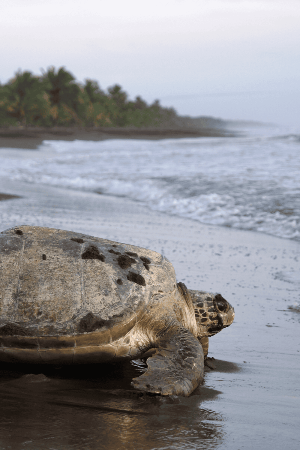 Sea turtle on a pristine beach with palm trees, ocean waves, and tropical scenery for travel and adventure enthusiasts.