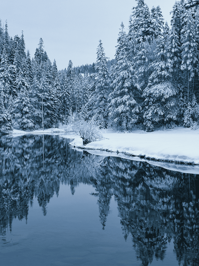 Snow-covered pine trees along a calm river in winter scenery.