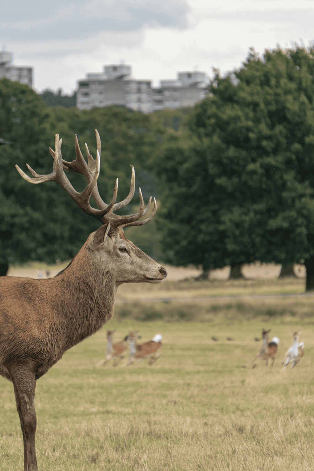 Majestic stag with large antlers in green park setting, urban buildings in background.