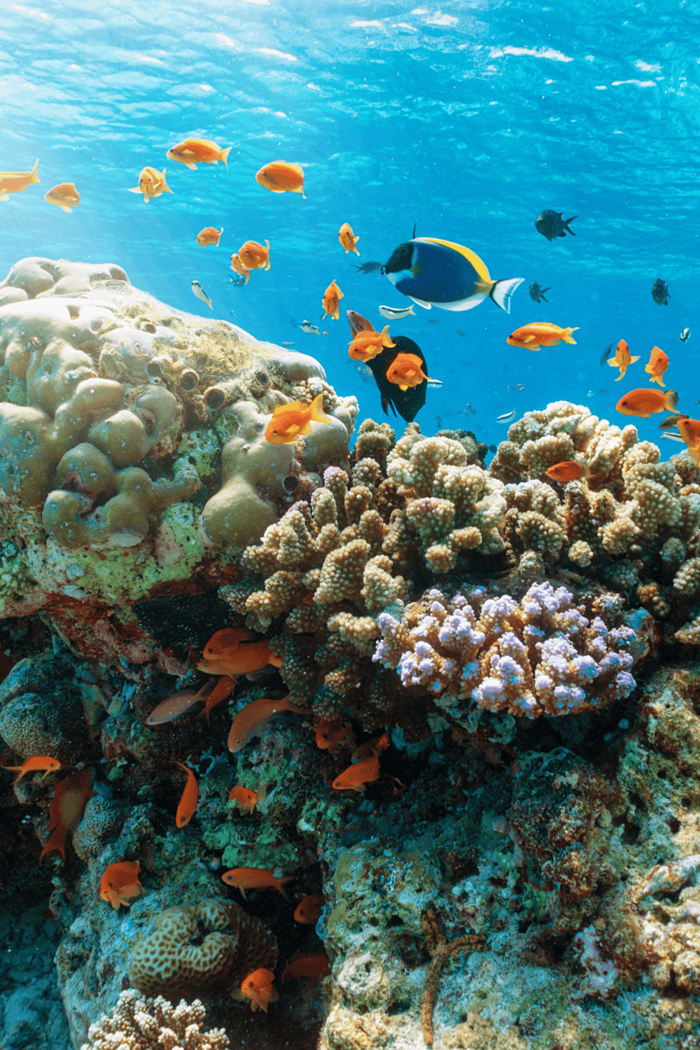 Colorful coral reef with tropical fish in clear blue ocean water.