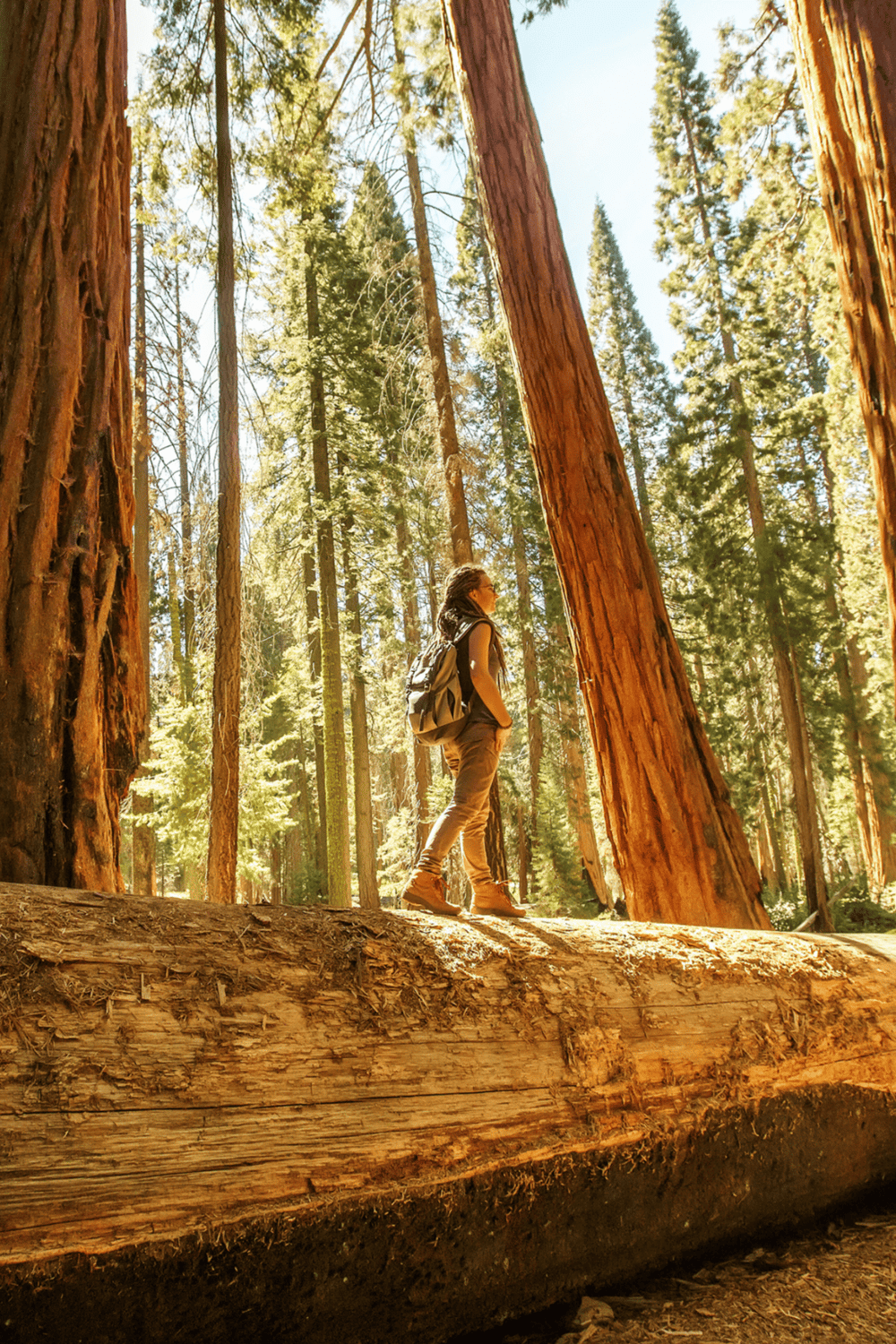 Vast redwood forest with hiker exploring tall ancient trees, nature, outdoor adventure, tranquility, sustainable tourism.