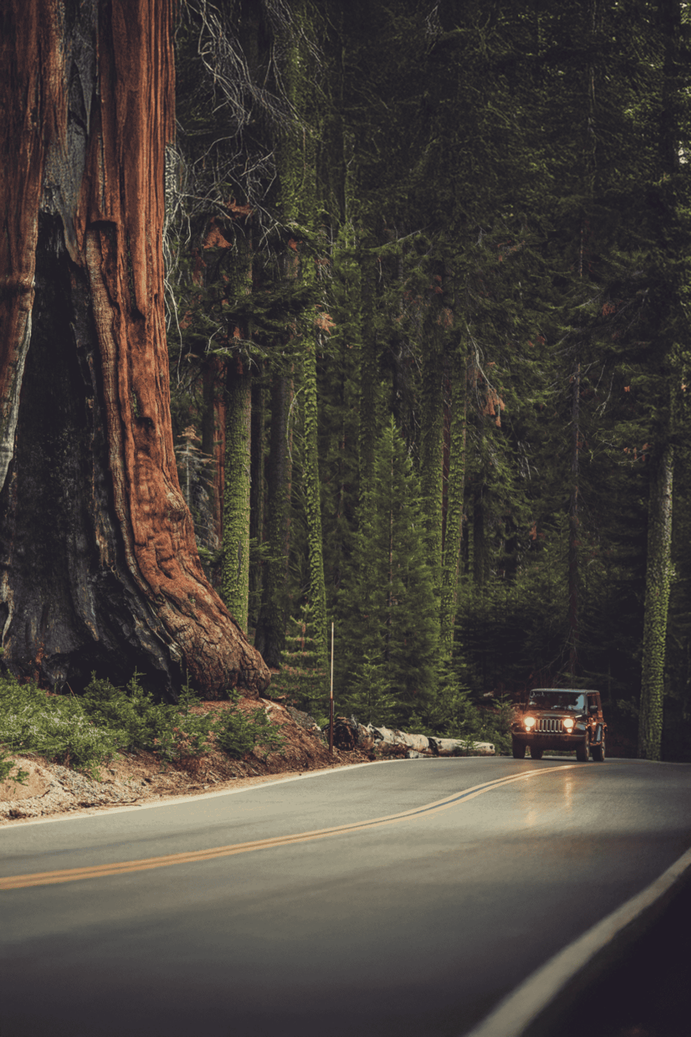 Majestic forest road with towering trees and lush greenery, ideal for travel and outdoor adventures.