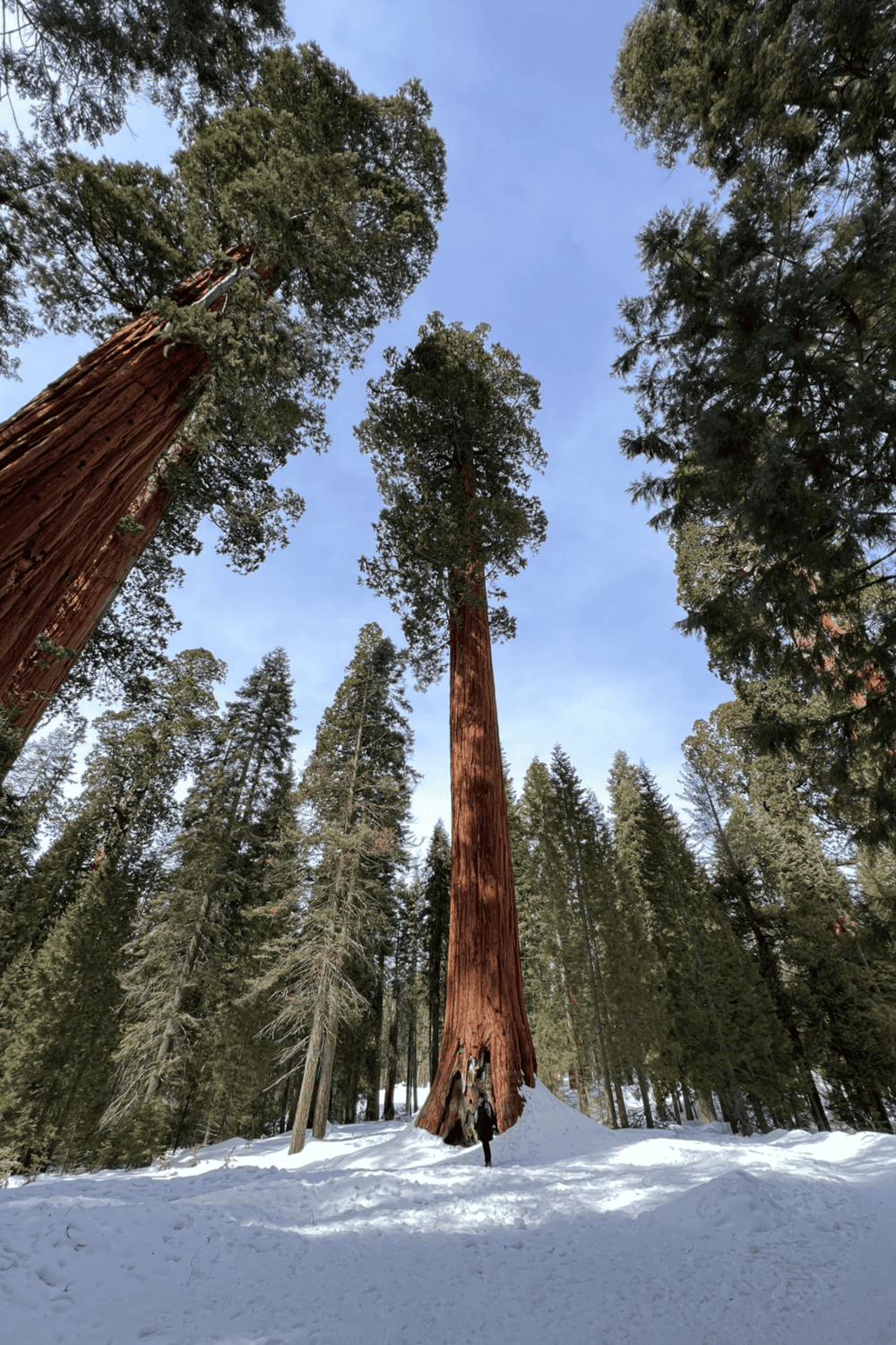 Majestic redwood trees in a snowy forest during daytime, scenic outdoor landscape.