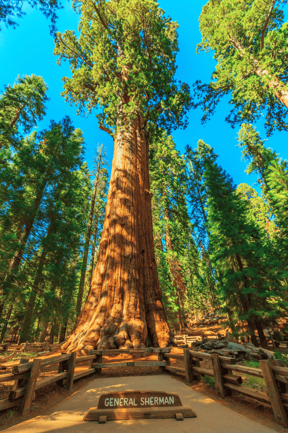 Majestic Giant Sequoia tree at General Sherman Tree in Sequoia National Park, California.