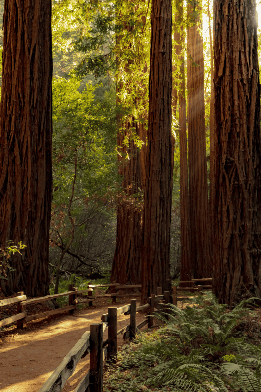 Majestic redwood forest with sunlight filtering through tall trees.