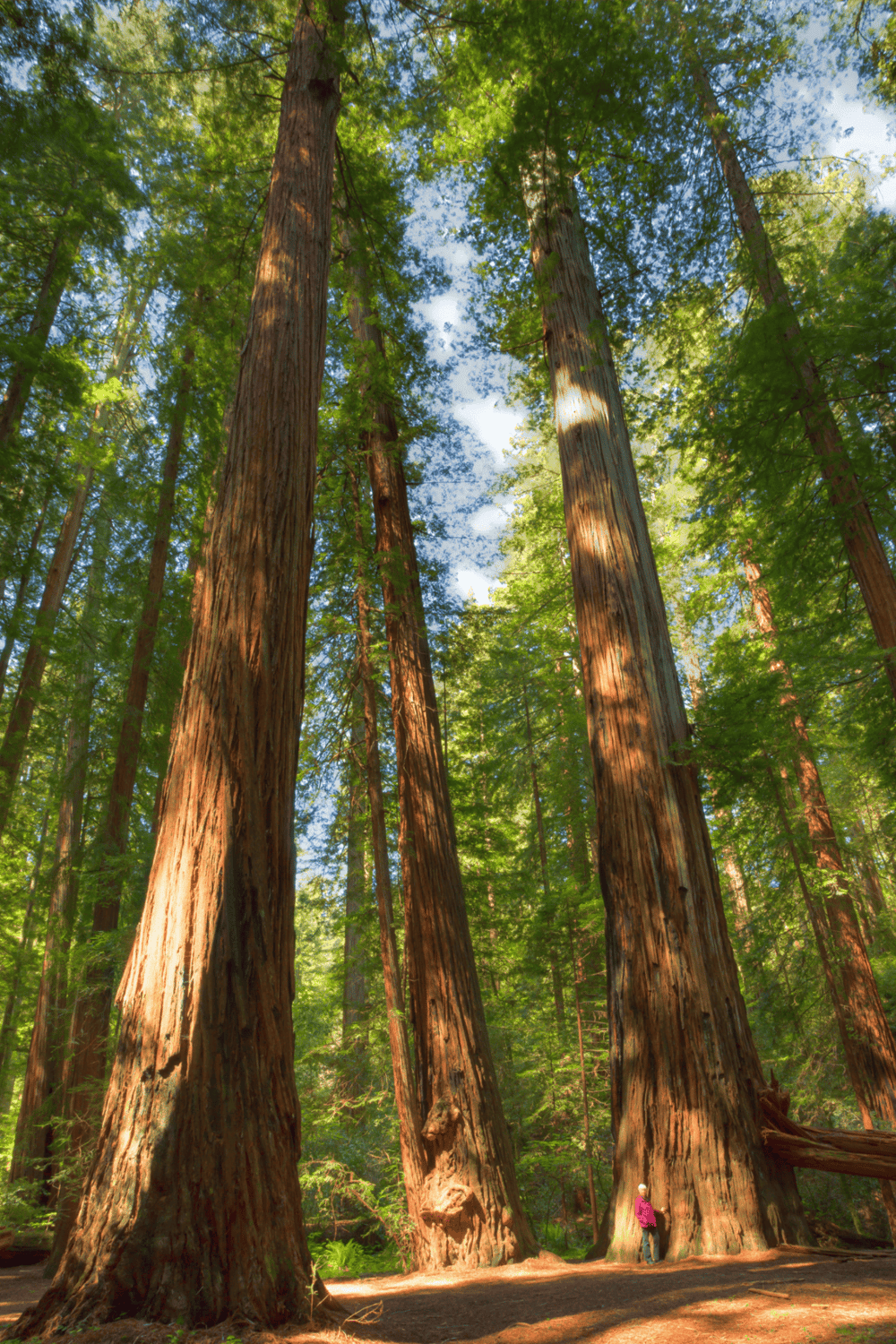 Majestic redwood trees in a dense forest, showcasing towering heights and lush greenery.