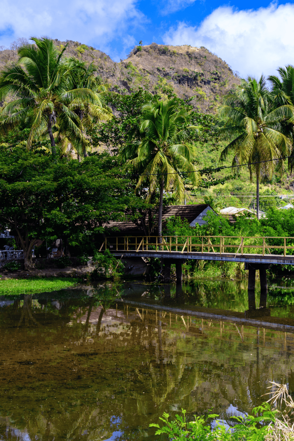 Lush tropical landscape with palm trees, river, and mountainous backdrop, ideal for eco-tourism and nature exploration.