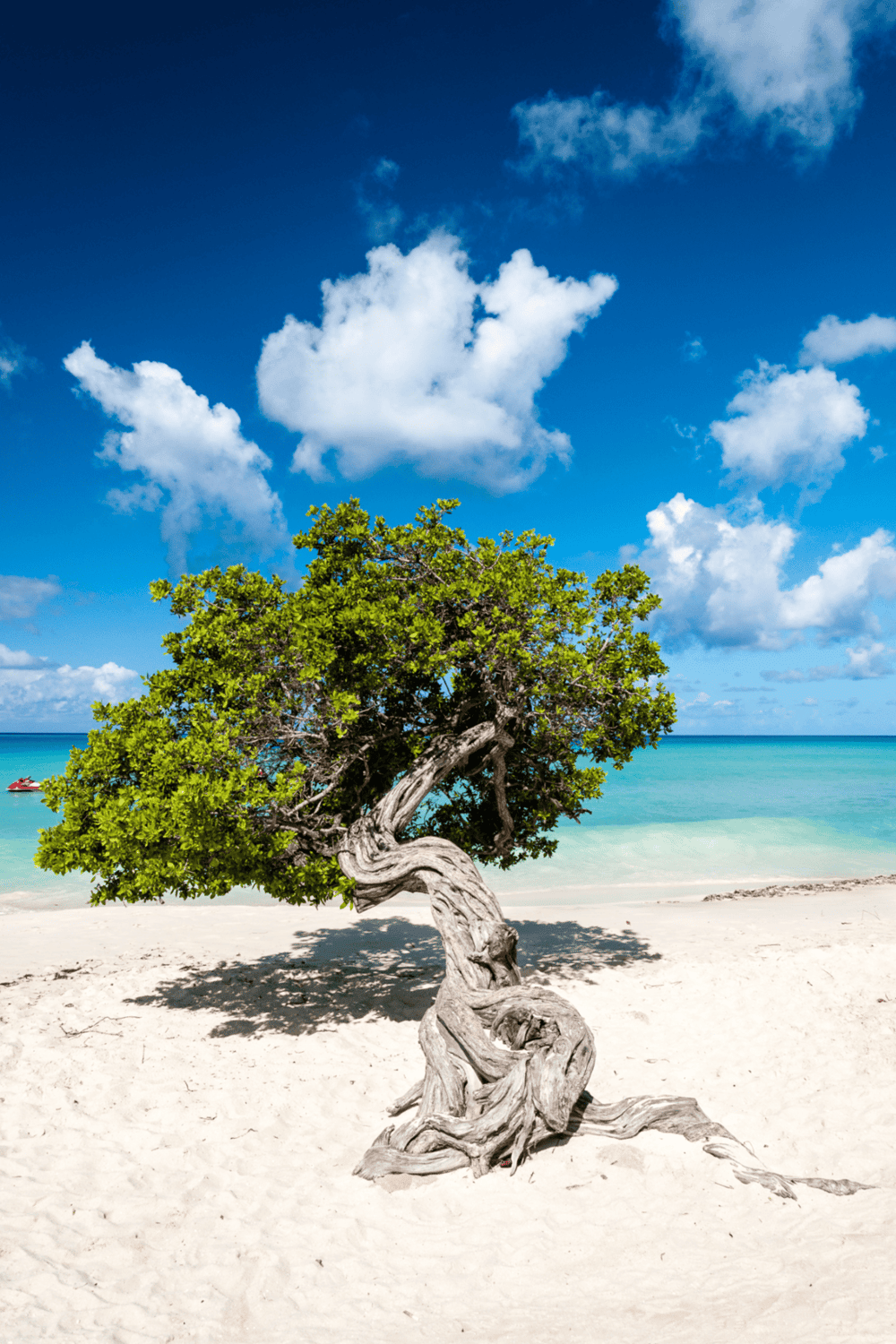 Majestic coastal tree on white sandy beach with turquoise waters and blue sky, tropical paradise scene.