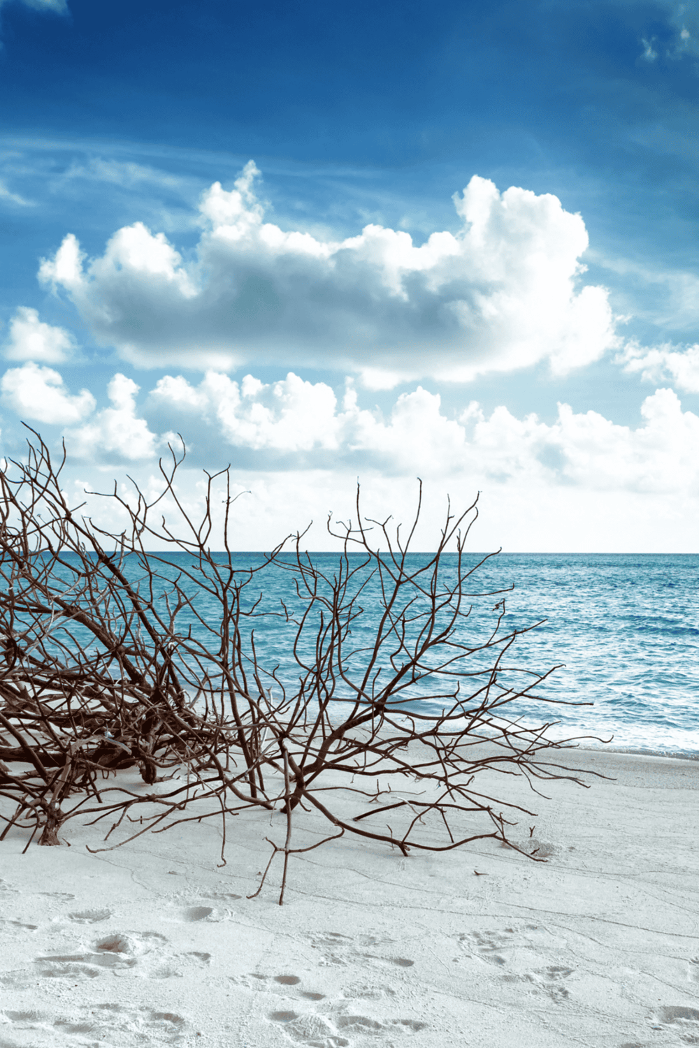 Dead tree branches on the sandy beach with ocean waves, under a blue sky with scattered clouds, in a scenic seaside landscape.