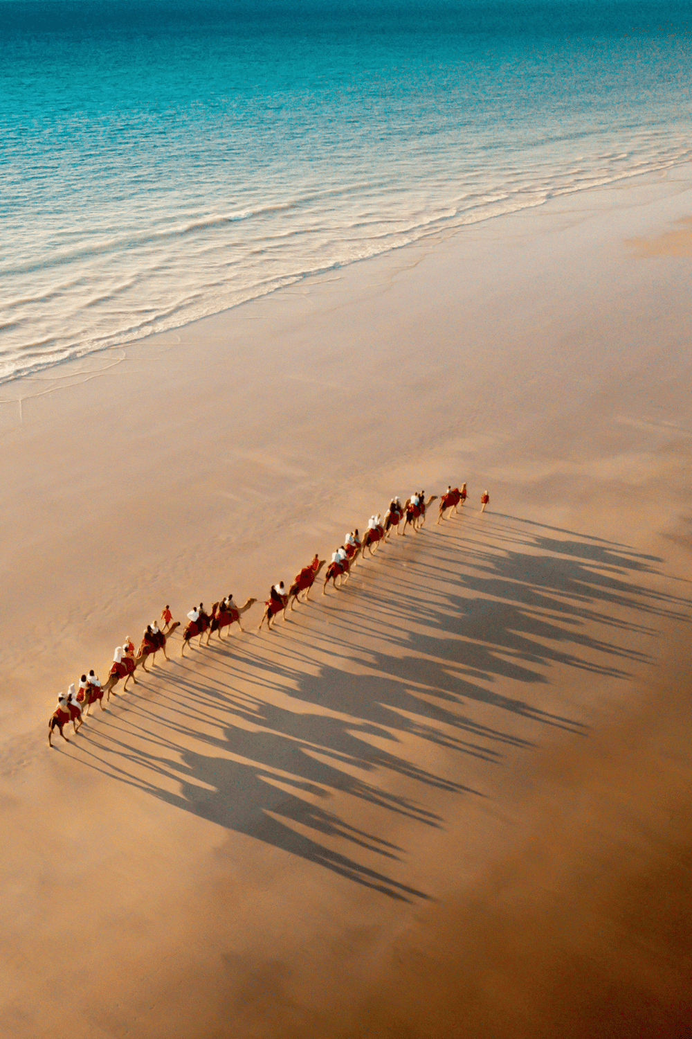 Camels walking on the beach with long shadows during sunset, coastal adventure, and travel exploration.