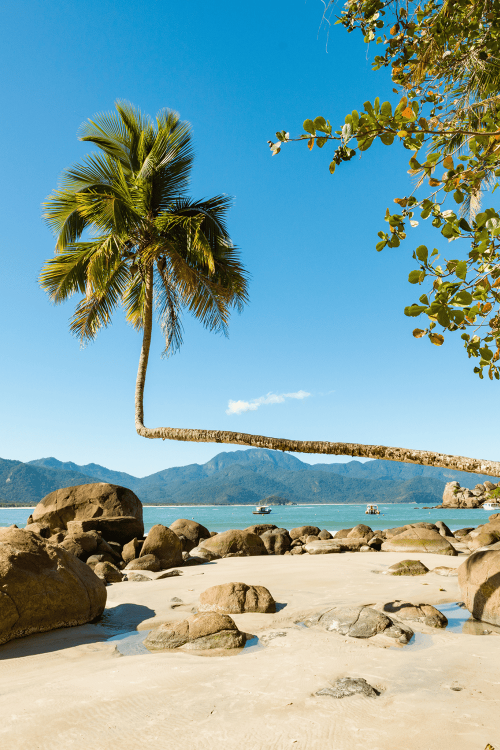 Lush tropical palm tree on pristine beach with mountains in background, perfect for beach travel inspiration.