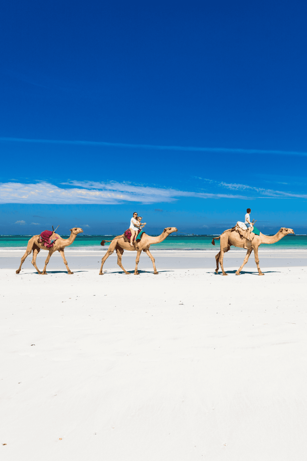 Camel rides on white sandy beach in sunny tropical destination.