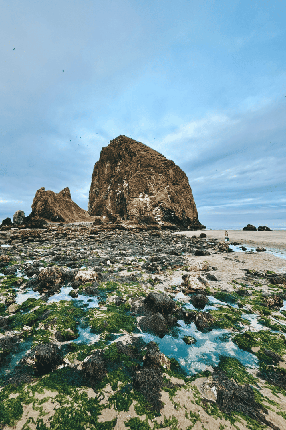 Sea stack on rocky shoreline with tide pools and green algae, Oregon coast.