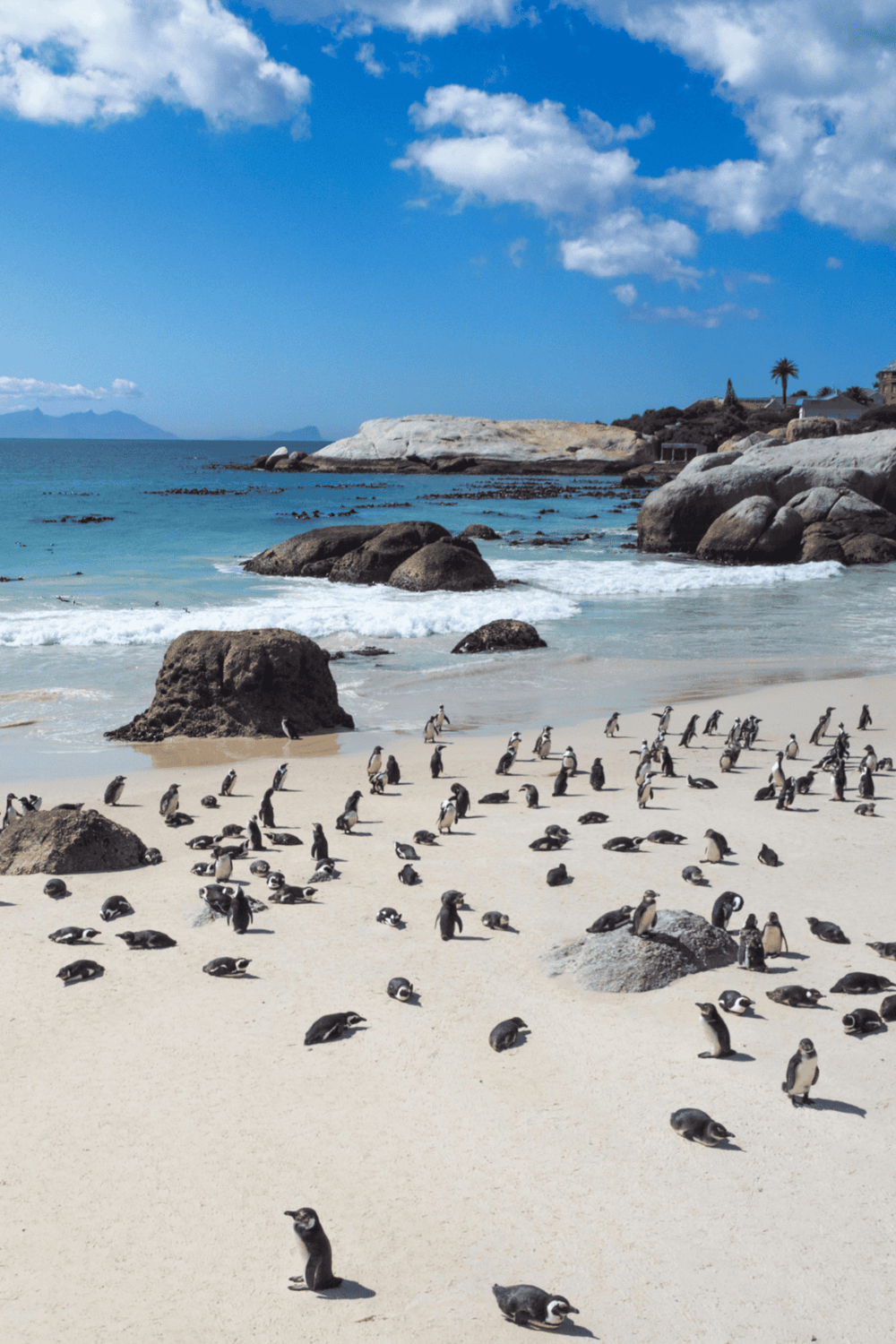 Adorable penguins on sandy beach with rocks and ocean background, wild bird wildlife scene.