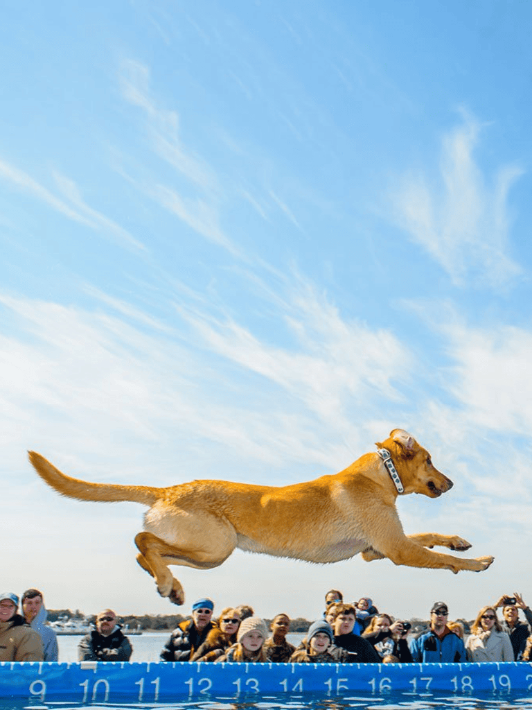 Dog jumping over agility hurdle at outdoor event for dogs and owners.