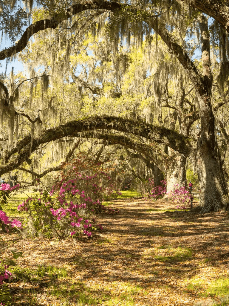 Old oak trees with moss and azalea flowers, peaceful nature trail in Georgia.