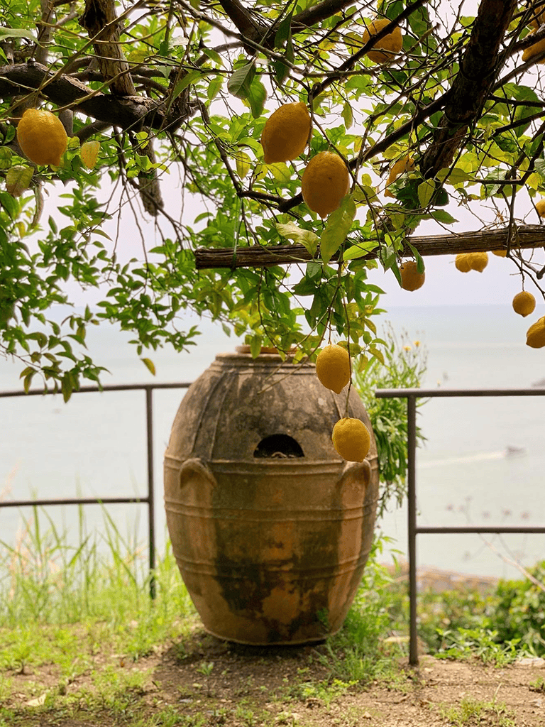 Lemon tree with ripe yellow lemons and traditional clay water jar by the sea.