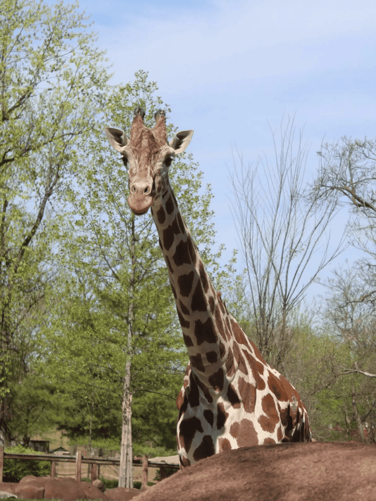 Giraffe in nature at a wildlife reserve, tall and majestic with a spotted coat.