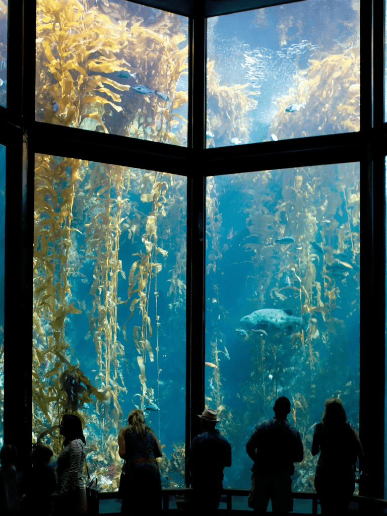 Colorful kelp forest aquarium with visitors viewing marine life at QuestForDirections.