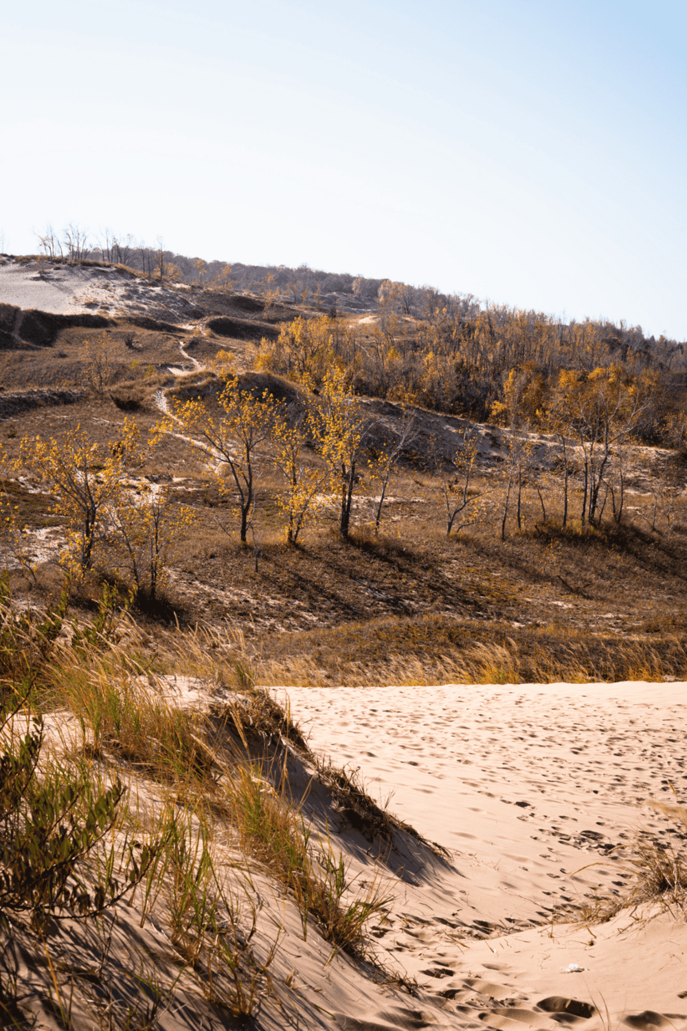 Rolling sand dunes and autumn trees along a scenic beach, perfect for nature exploration.