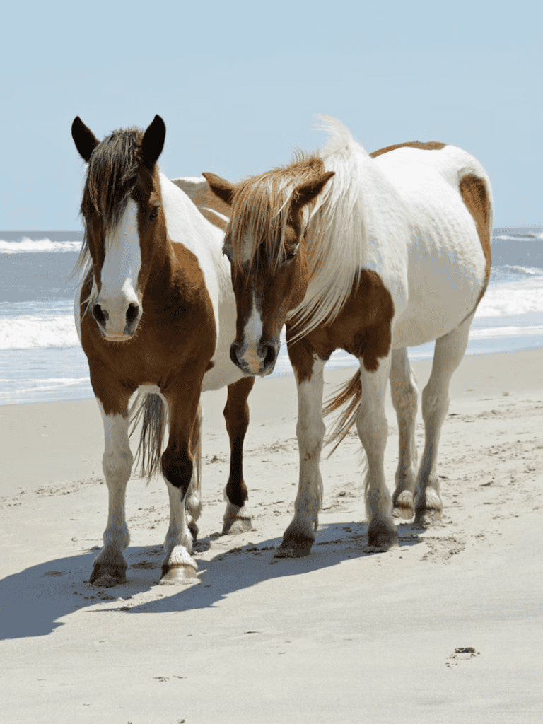 Calm horses walking on the beach with ocean waves in the background.